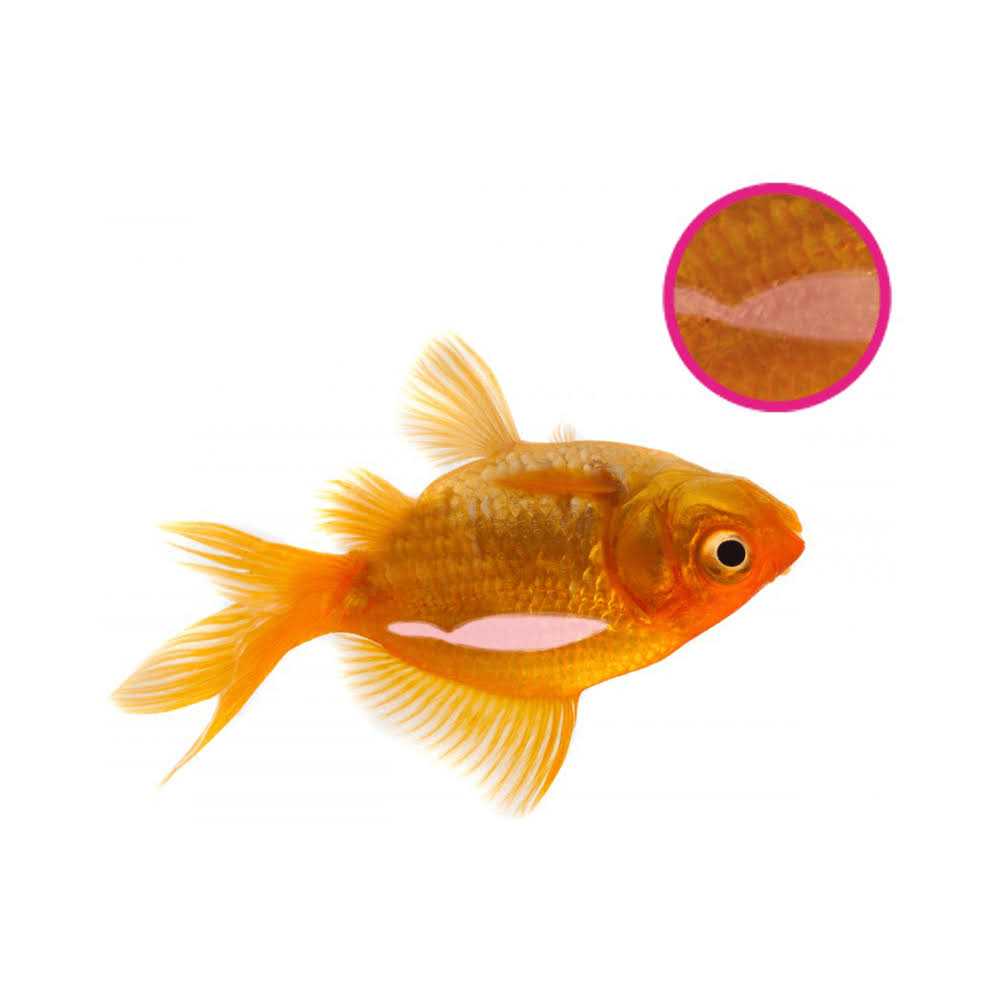 Swimbladder Treatment 134 GR B5150