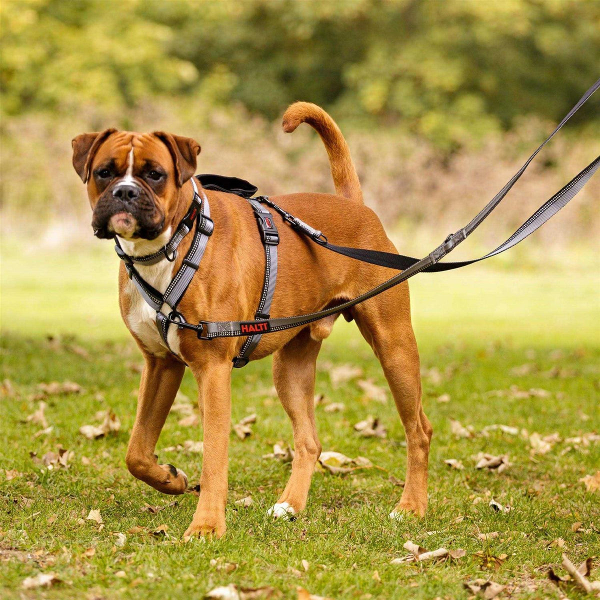 Double Ended Lead Dog Leash M2673
