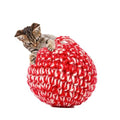 Red Catnip Silvervine Cat Toy H5069