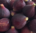 Black Mission Fig Live Potted Plant N215