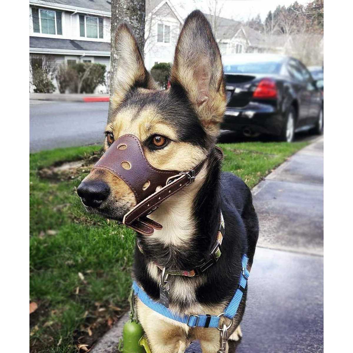 Leather Dog Muzzle X5715