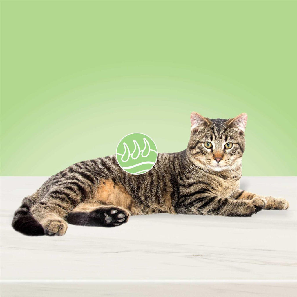 Natural Skin & Coat Care Adult Dry Cat Food B6237