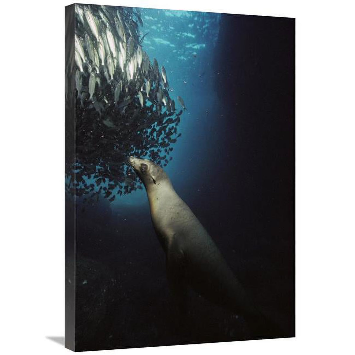 Galapagos Sea Lion Pup Fishing Amid School of Striped Snapper Art Print T8800