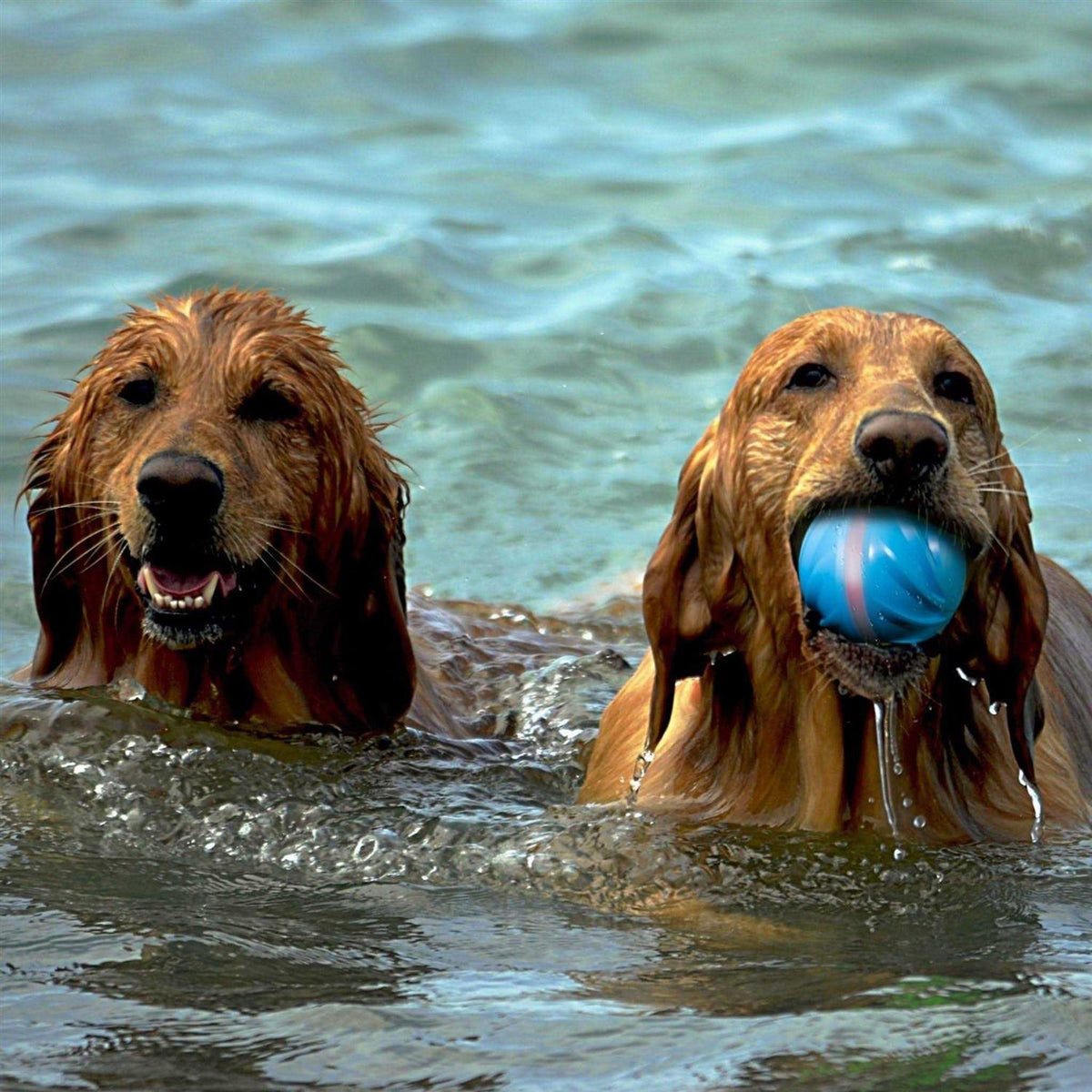 Automatic Interactive Dog Ball Toy F607